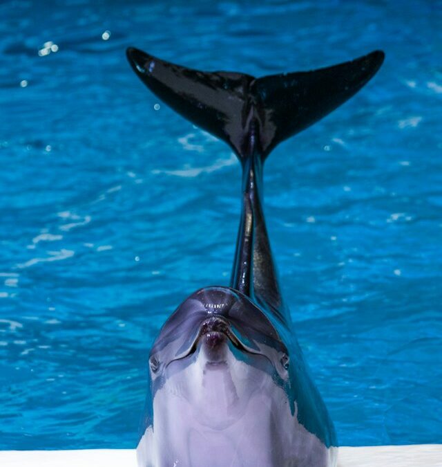 Una giornata a Marineland