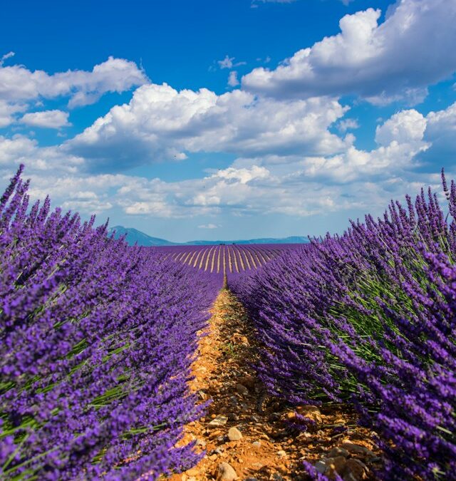 La route de la lavande en Provence