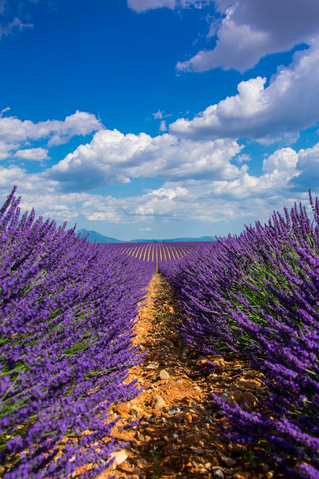 Campo di lavanda della Provenza